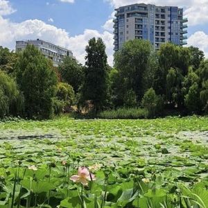 OAR, UAR, APUR si ASOP iau pozitie impotriva modificarii legii spatiilor verzi